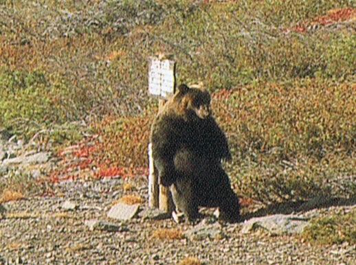 Brown bear at Kurile Lake in Kamchatka, Russia