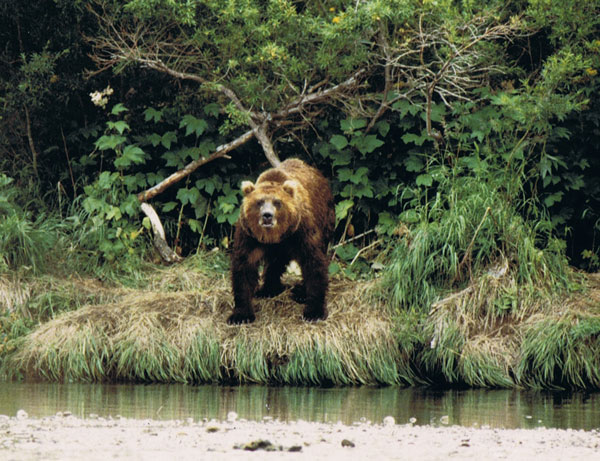 Brown bear at Kurile Lake