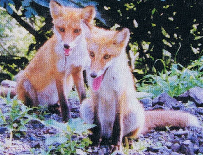 Hokkaido fox