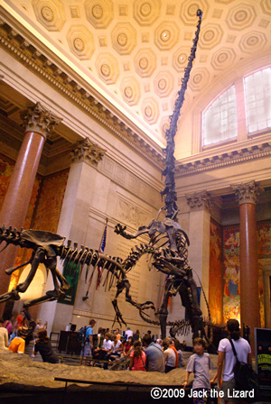 Barosaurus, America Museum of Natural History