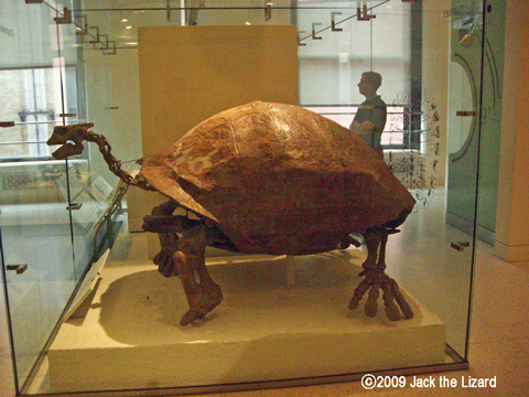 Geochelone atlas, America Museum of Natural History