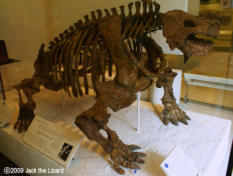 Succtosaurus, America Museum of Natural History