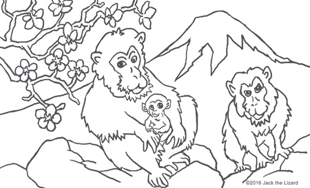 Coloring Pages of Monkey
