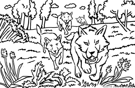 Coloring Pages of Gray Wolf