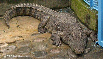 Siamese Crocodile, Atagawa Tropical & Alligator Garden