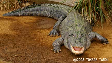 Seawater crocodile, Atagawa Tropical & Alligator Garden