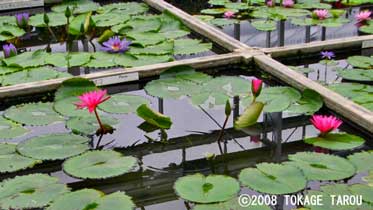 Lotus Flowers, Atagawa Tropical & Alligator Garden