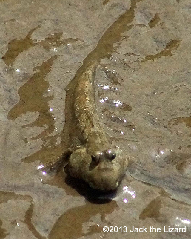 Shuttles hoppfish or Japanese Mudskipper, it is smaller than Mutugorou about 3inches (8cm).