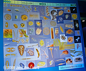 New display of planktons, Lake Biwa Museum