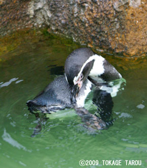 Penguin, Hamamatsu Zoo