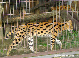 Serval, Higashiyama Zoo & Botanical Garden