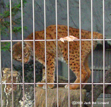 Lynx, Higashiyama Zoo & Botanical Garden
