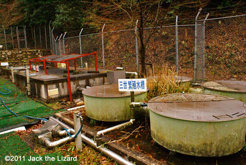 Breeding facility for Japanese Giant Salamanders.
It is not open for the public, but zoo staffs invite graduate students and educator on demand.