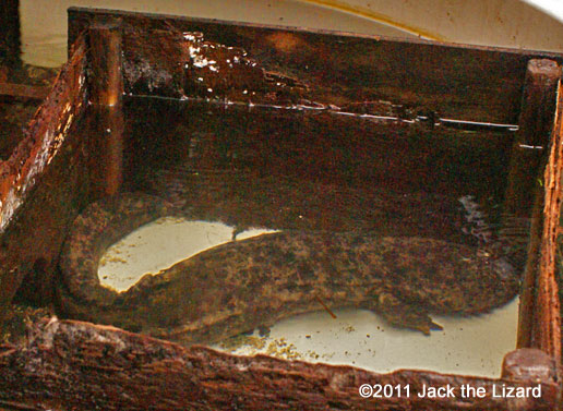Igaguri is the oldest salamander at the zoo.