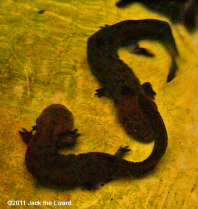 Young salamanders born in 2007