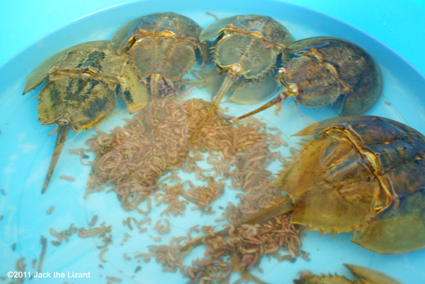 Horseshoe crab, Kasaoka-city Horseshoe Crab Museum