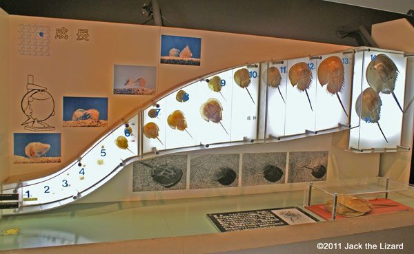 Kasaoka-city Horseshoe Crab Museum