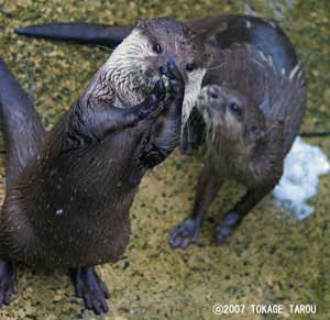 Oriental Small-clawed Otters, Ichikawa Zoo