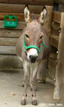Donkey, Ichikawa Zoo
