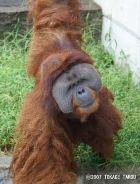 Eavan the Orangutan, Ichikawa Zoo