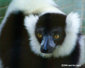 Ruffed Lemur, Ikeda Zoo