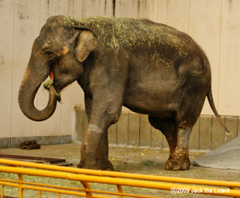 Indian Elephant, Ikeda Zoo