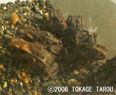 Eastern-Japanese Common Toad