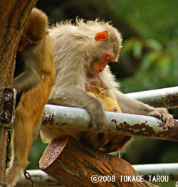 The Rhesus Macaque, Inokashira Zoo
