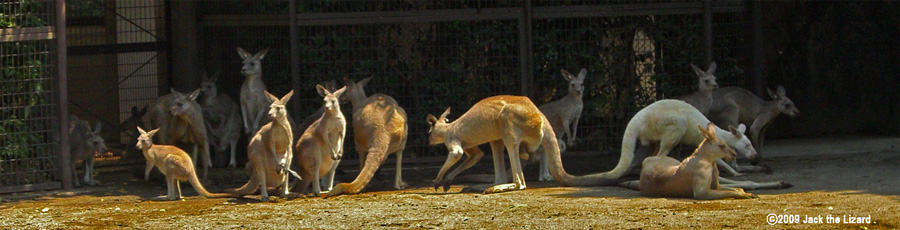 Eastern Gray Kangaroo, Kanazawa Zoo