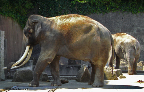 Indian Elephant, Kanazawa Zoo