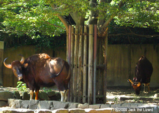 Gaur, Kanazawa Zoo