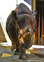 Eastern Black Rhinoceros, Kanazawa Zoo