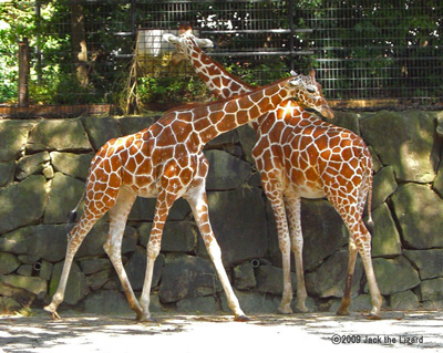Reticulated Giraffe, Kanazawa Zoo