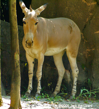 Somali Wild Ass, Kanazawa Zoo