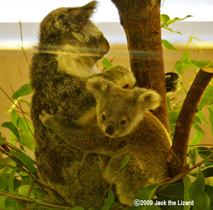 Koala, Kanazawa Zoo