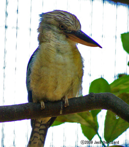 Common Blue-winged Kookaburra, Kanazawa Zoo
