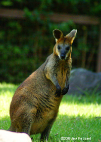 Swamp Wallaby, Kanazawa Zoo