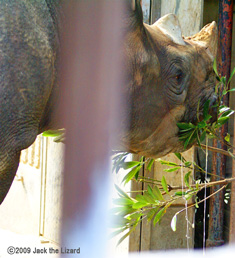 Eastern Black Rhinoceros, Kanazawa Zoo