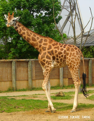 Giraffe, London Zoo