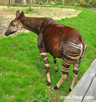 Okapi, London Zoo