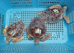 Turtles with satellite tags. Photo provided by NOAA