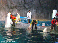 Beluga, Port of Nagoya Public Aquarium