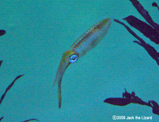 Bigfin Reef Squid