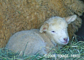 Sheep, Saitama Children's Zoo