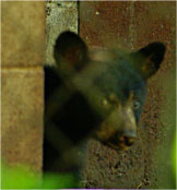 Black Bear, Northern Lights Wildlife Society