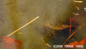 Take a look carefully. Can you see the tadpoles of Montane Brown Frogs?