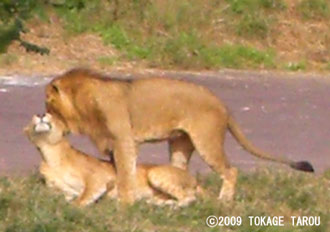 Lions, Tama Zoo