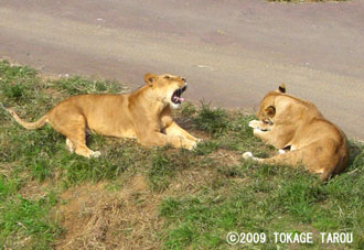 Lions, Tama Zoo