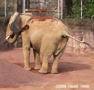 African Elephant, Tama Zoo