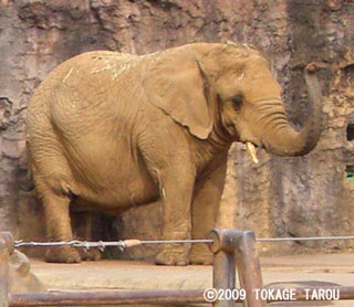 African Elephant, Tama Zoo